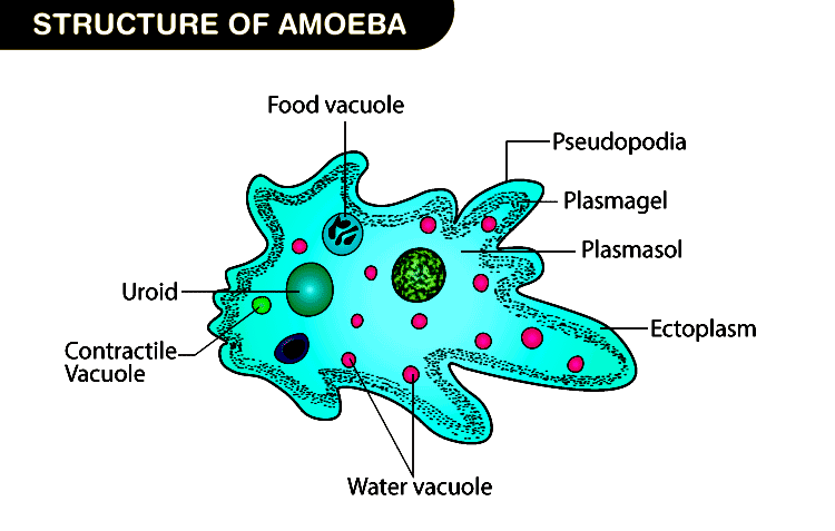 amoeba ka diagram