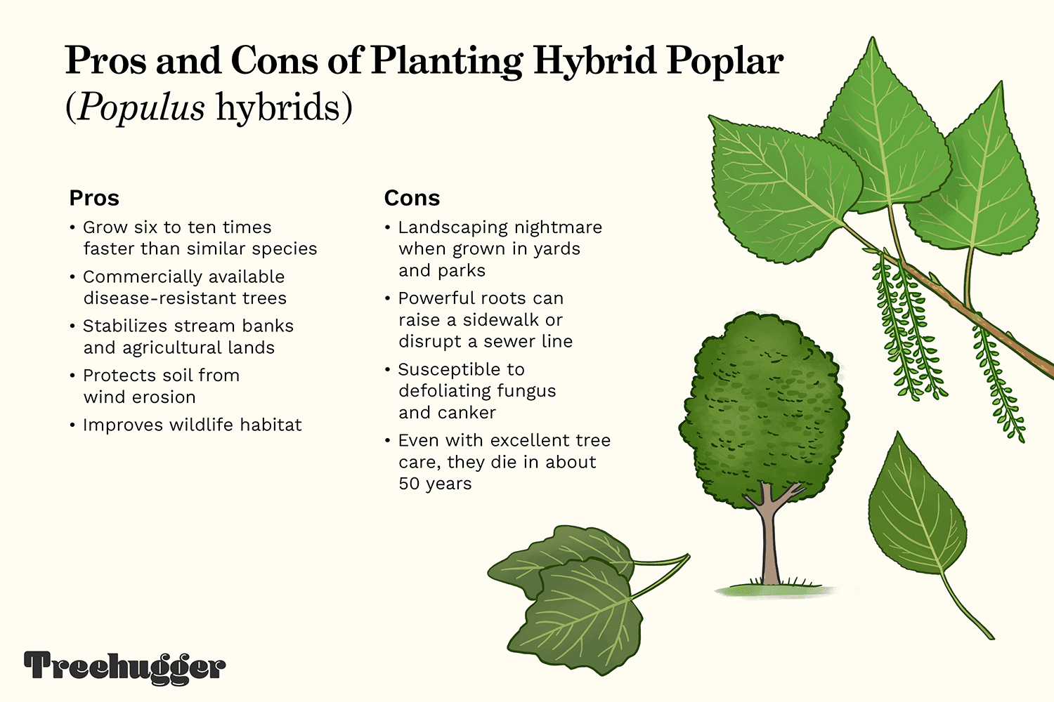 superior hybrid poplar tree