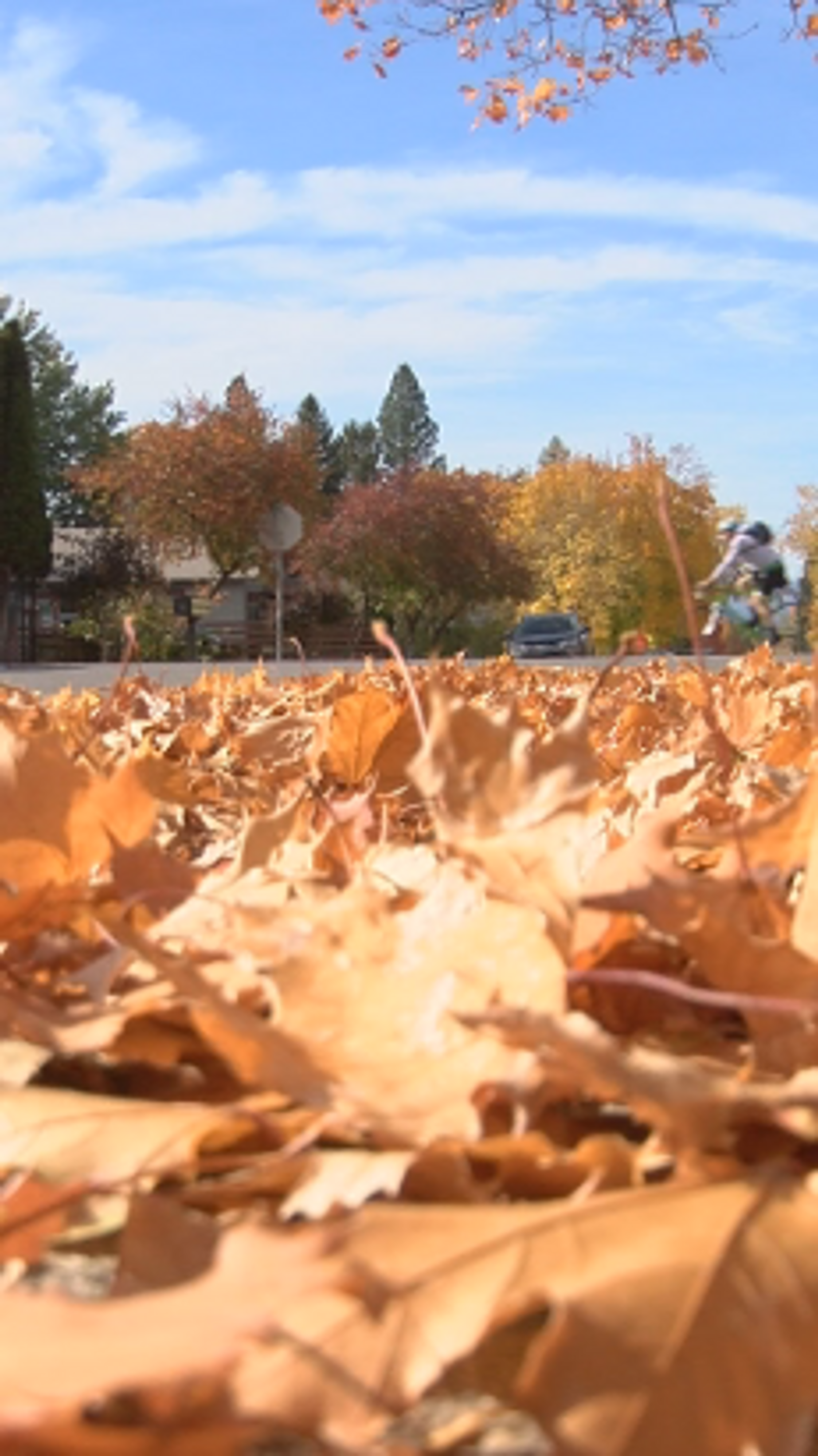 leaf collection missoula