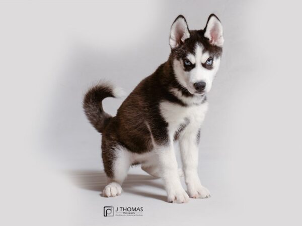 black and white husky puppy