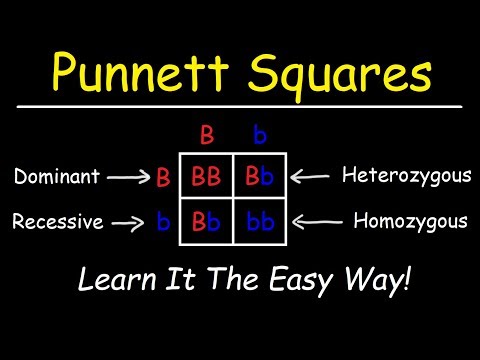 punnet square calculator