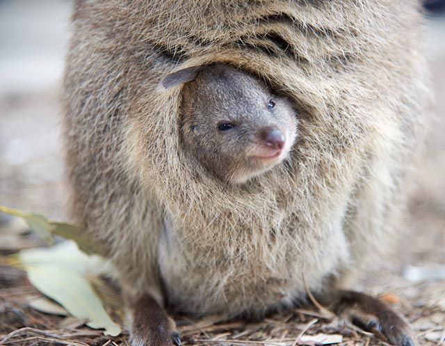 quokka animal precio