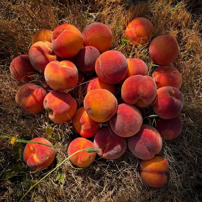 nanaimo peach tree for sale