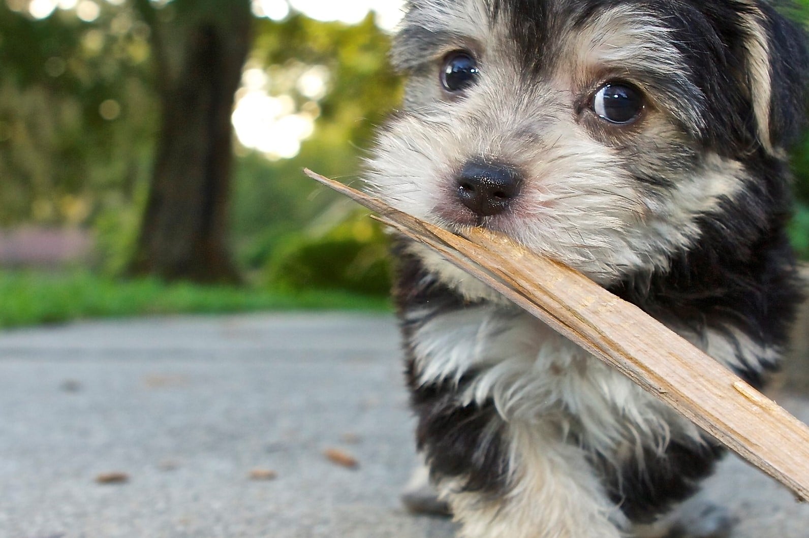 maltese with yorkie