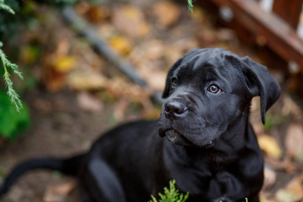 mastiff puppy pictures