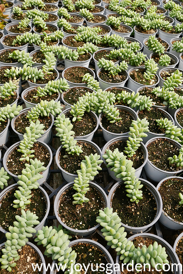 donkey tail plant propagation