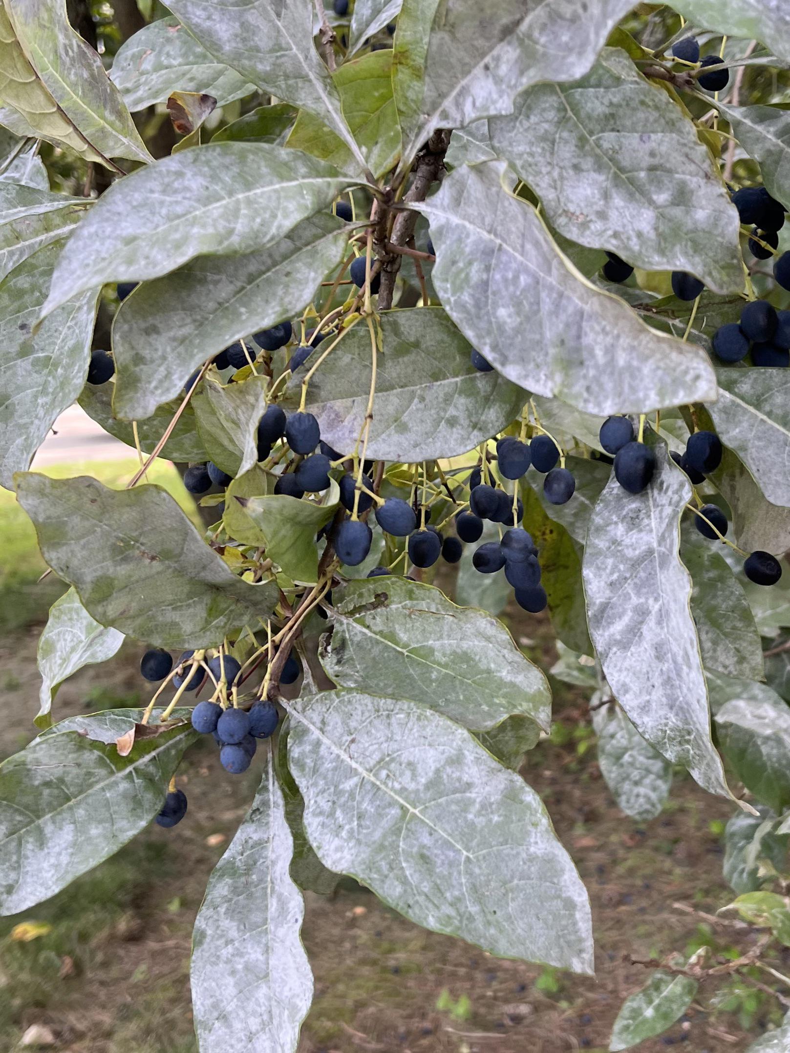 fringe tree fruit edible