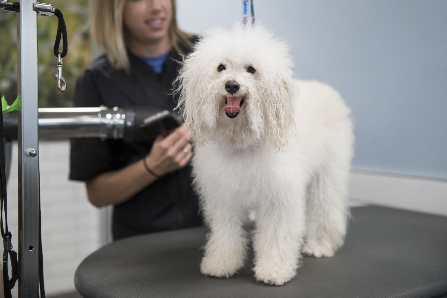 petsmart liberty village