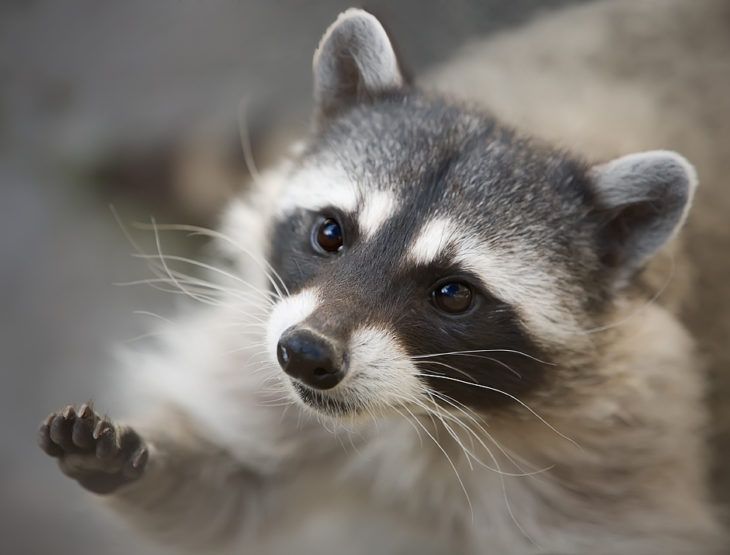 imagenes de mapaches tiernos