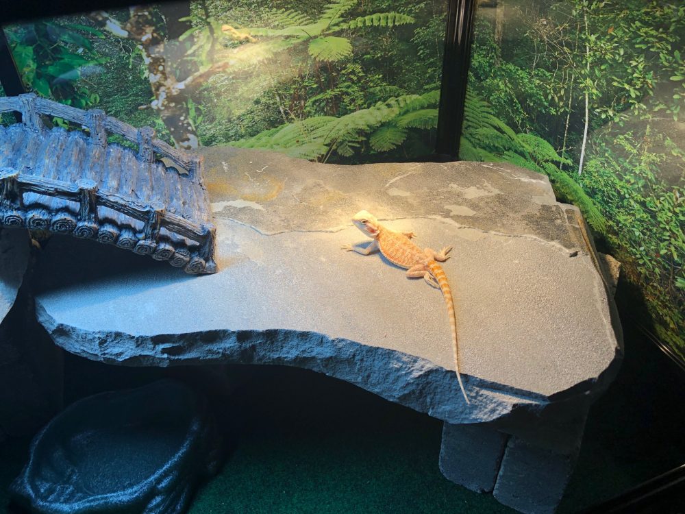 bearded dragon hide ideas