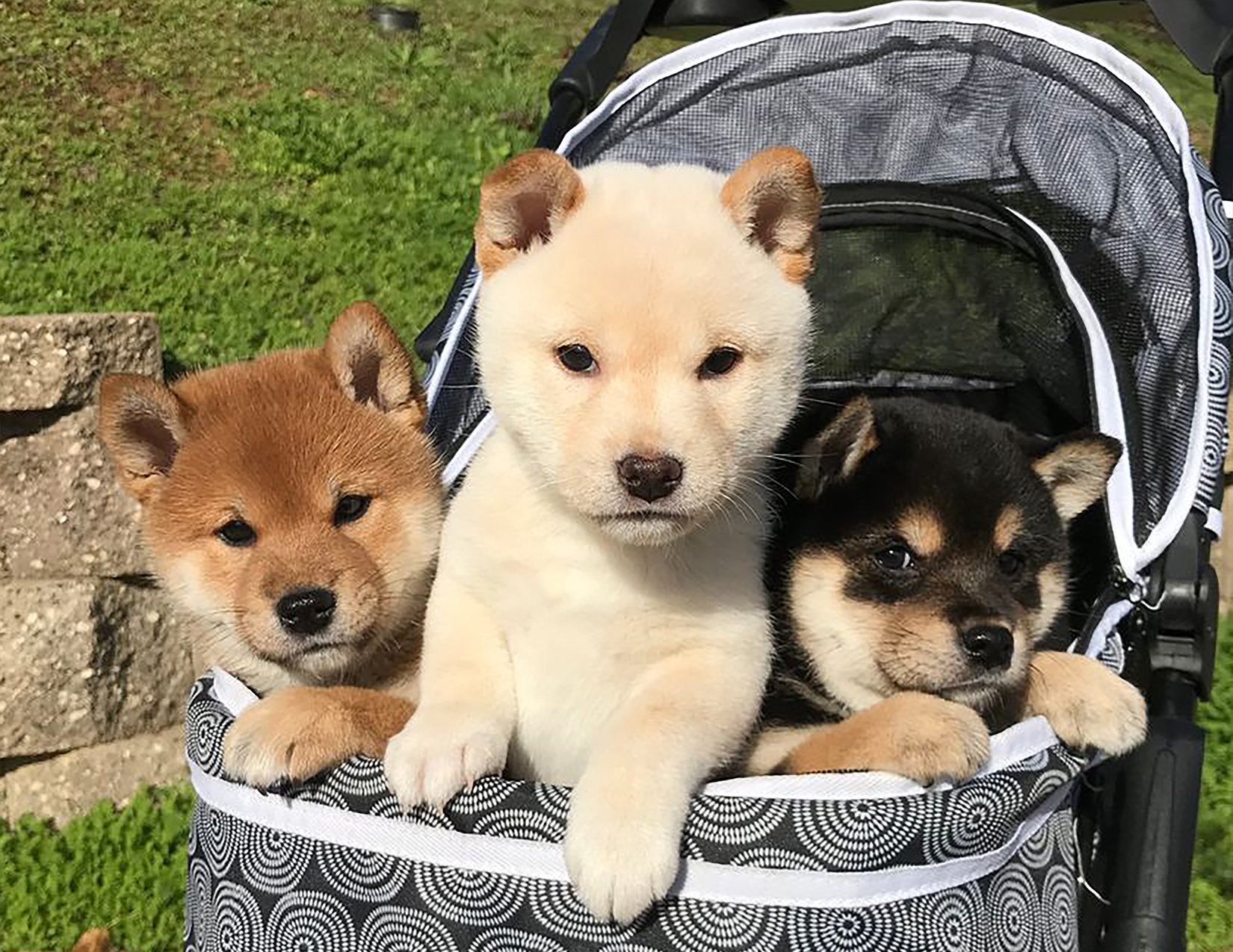 shiba inu fanciers of northern california