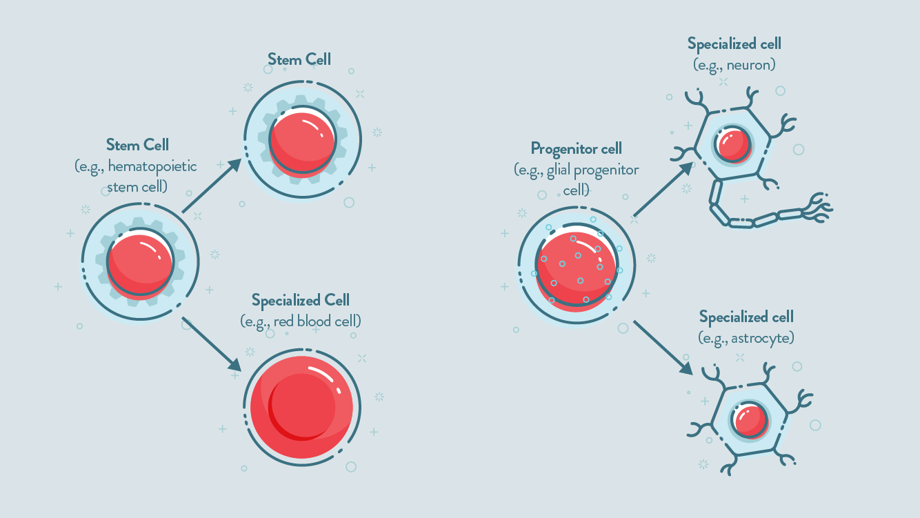 cell progenitors