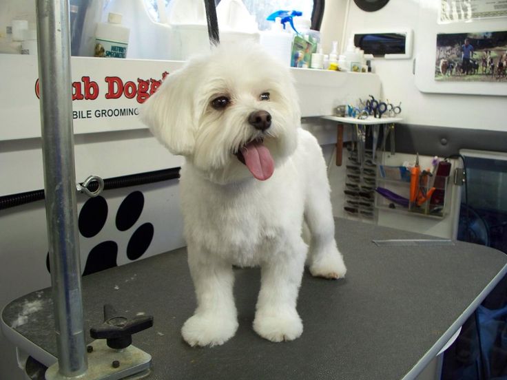 maltese with short haircut