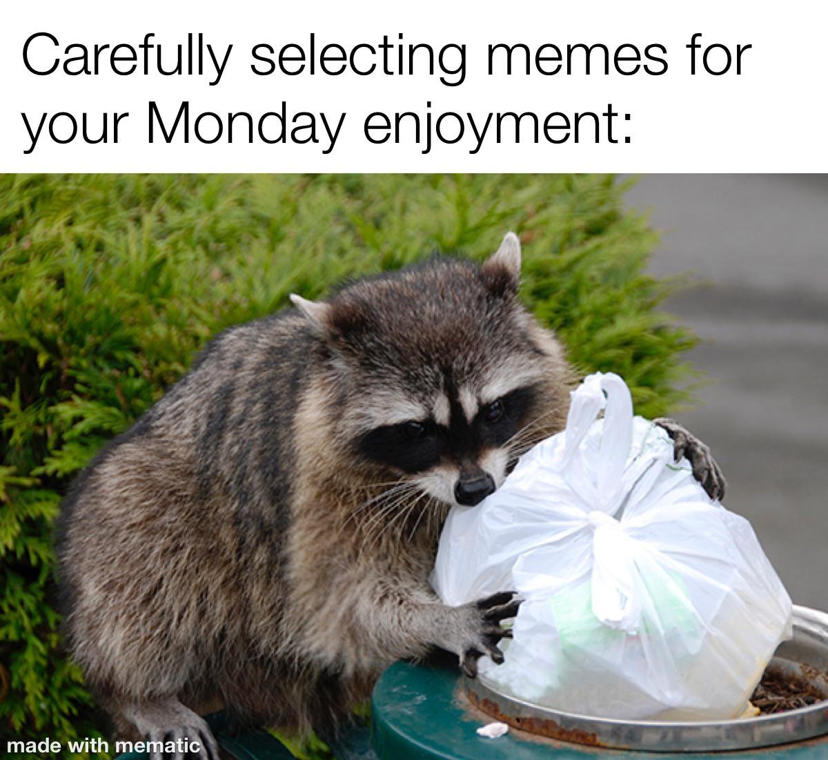 monday animal memes