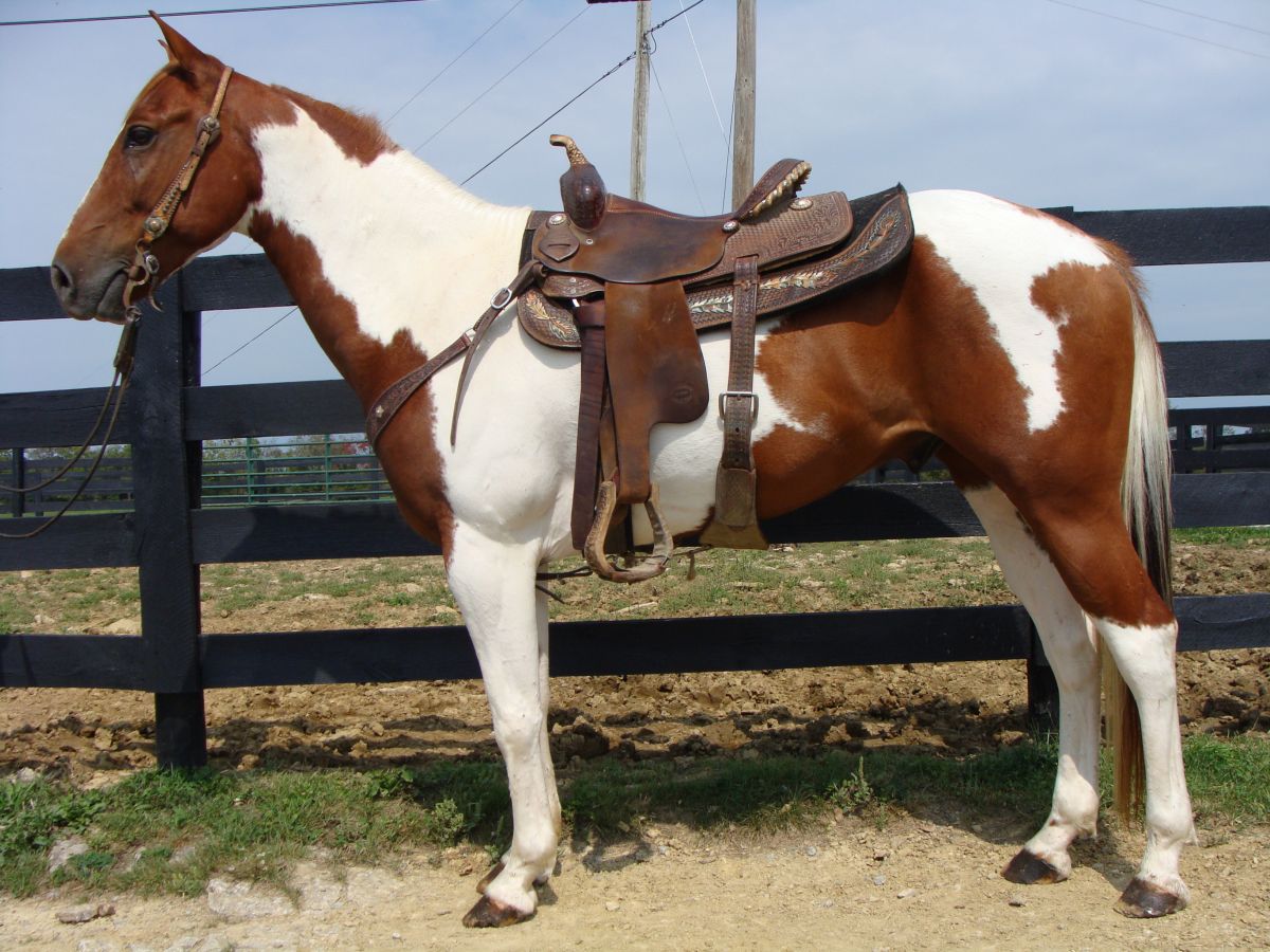 paint horses for sale in florida