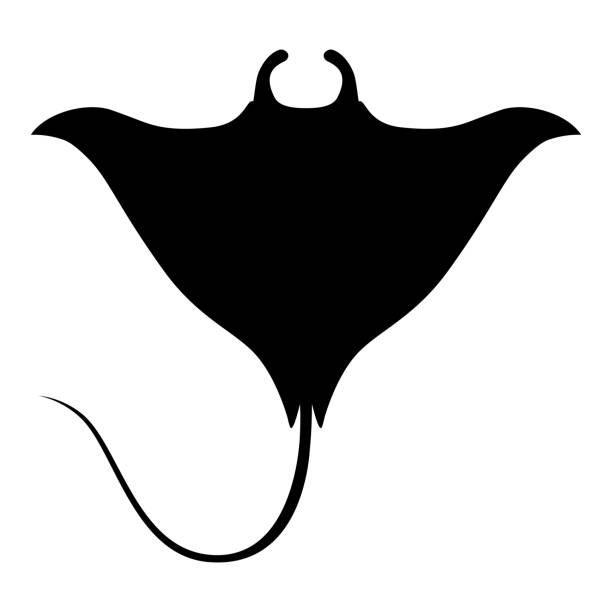 stingray clipart