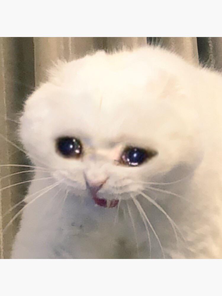 crying cat meme