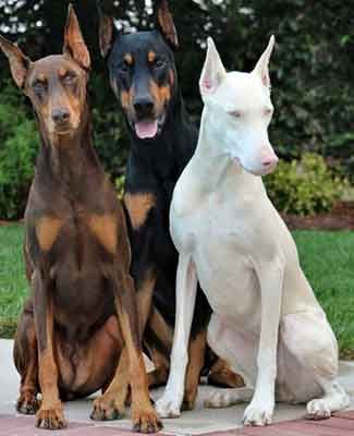 perro doberman blanco