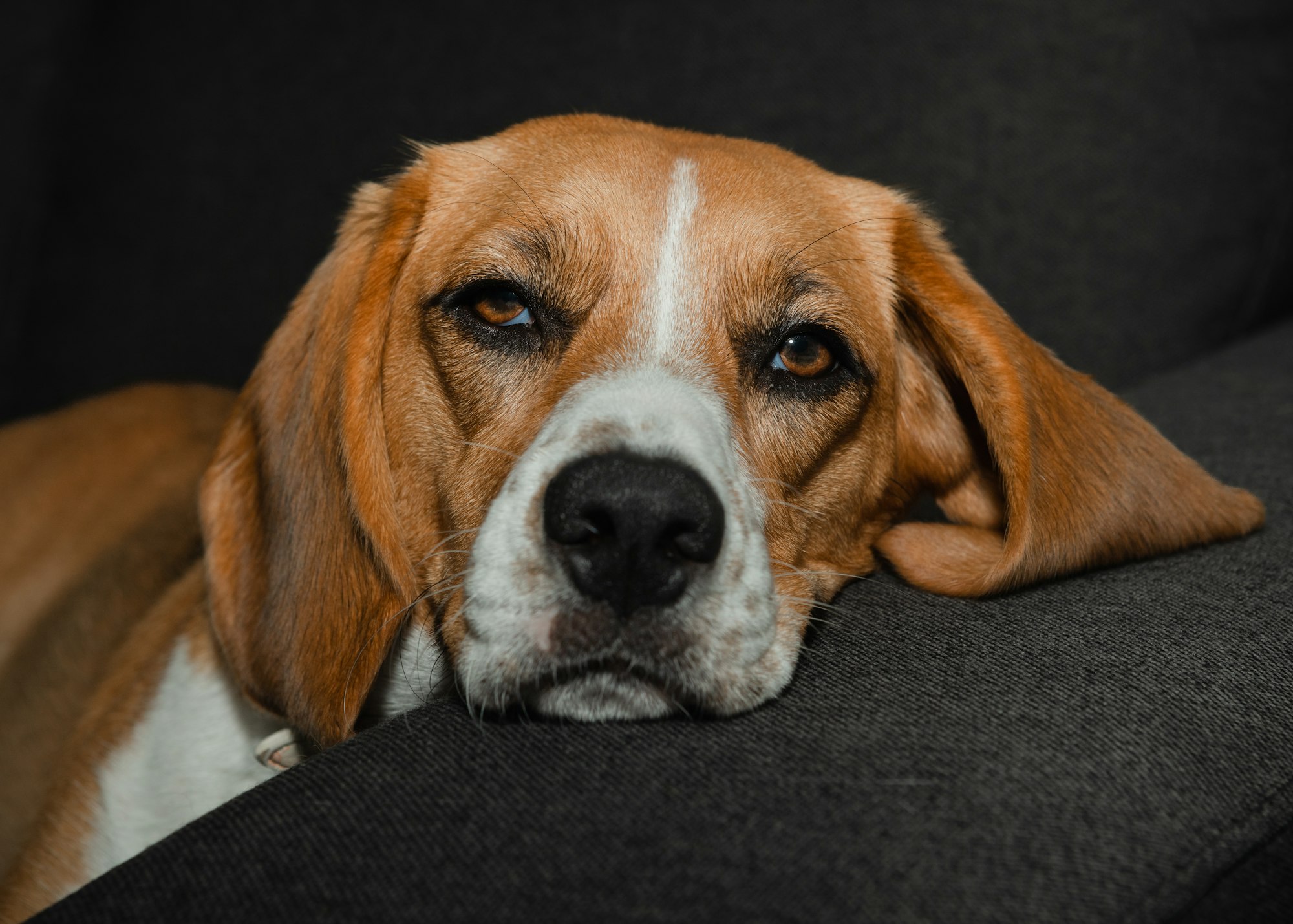 jack russell beagle mix