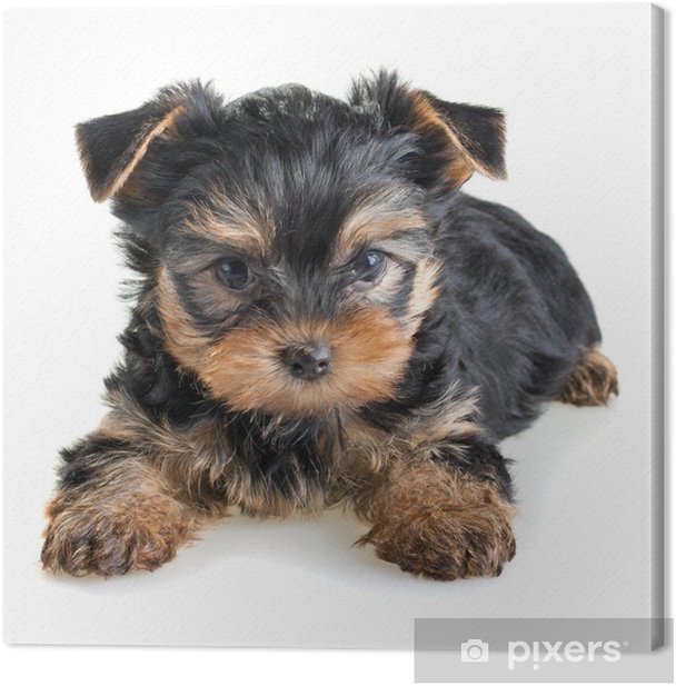 yorkshire terrier puppies