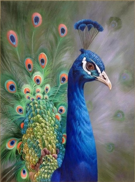 peacock canvas painting