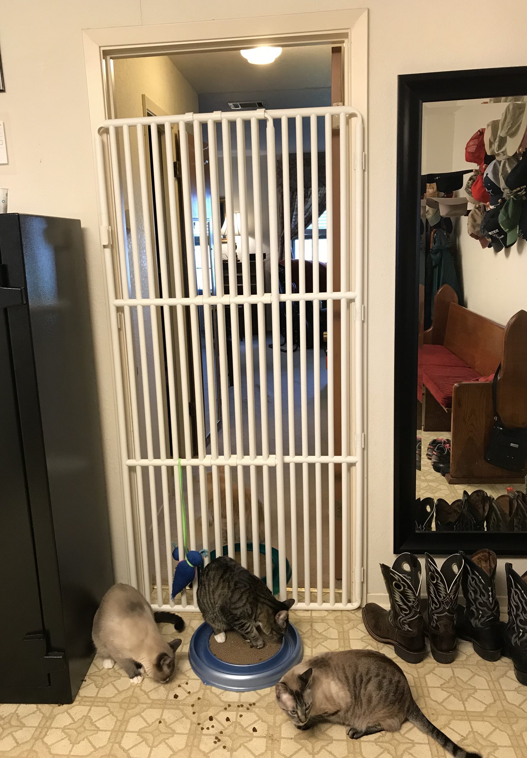 pet gates for cats