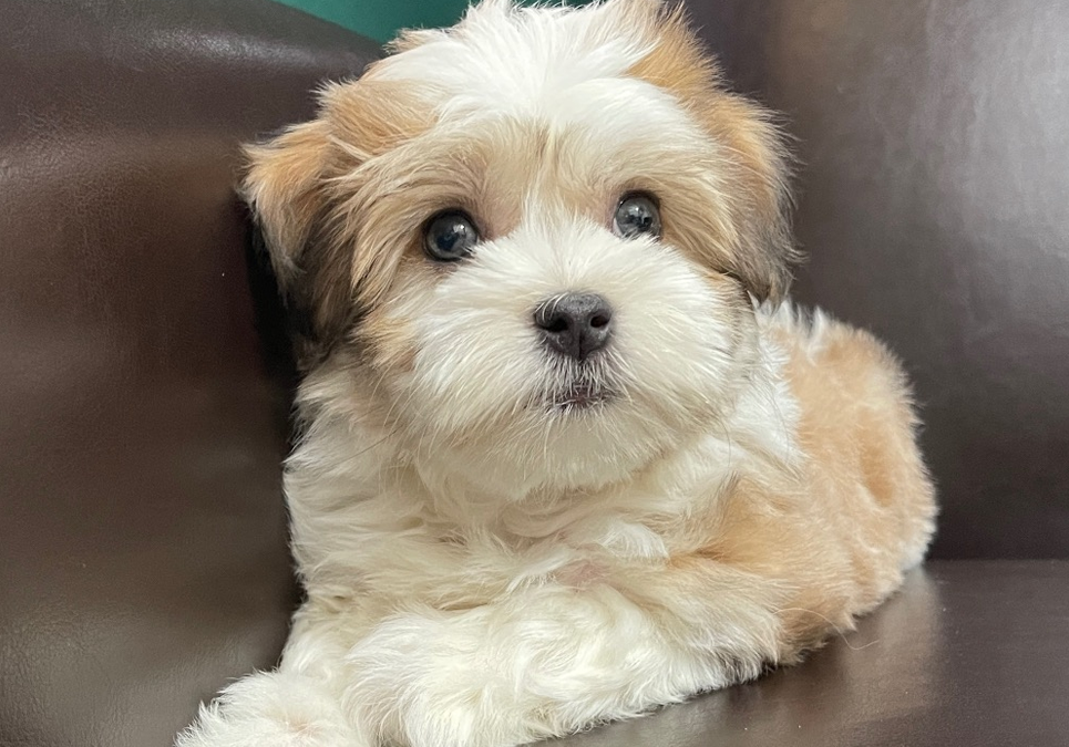 havanese for sale near me