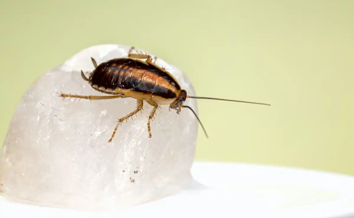 can cockroaches live in your penis