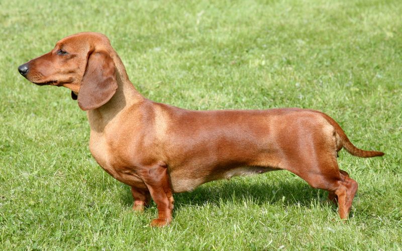 dachshund puppies for sale perth