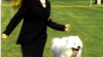 dog show in brooksville