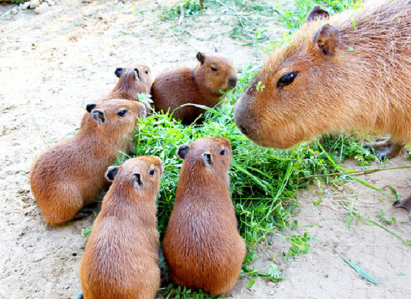 cute capybara