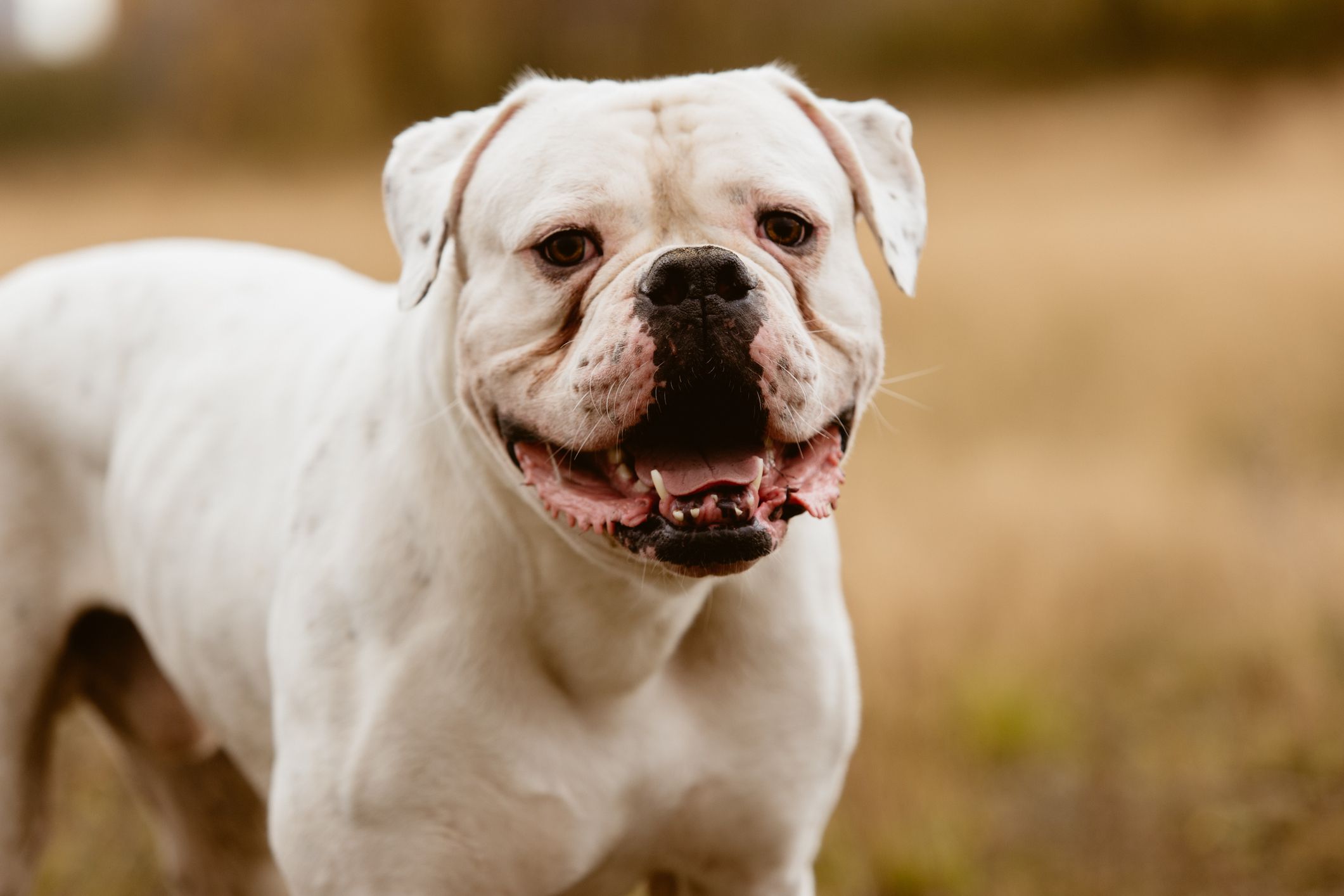 american bulldog photos