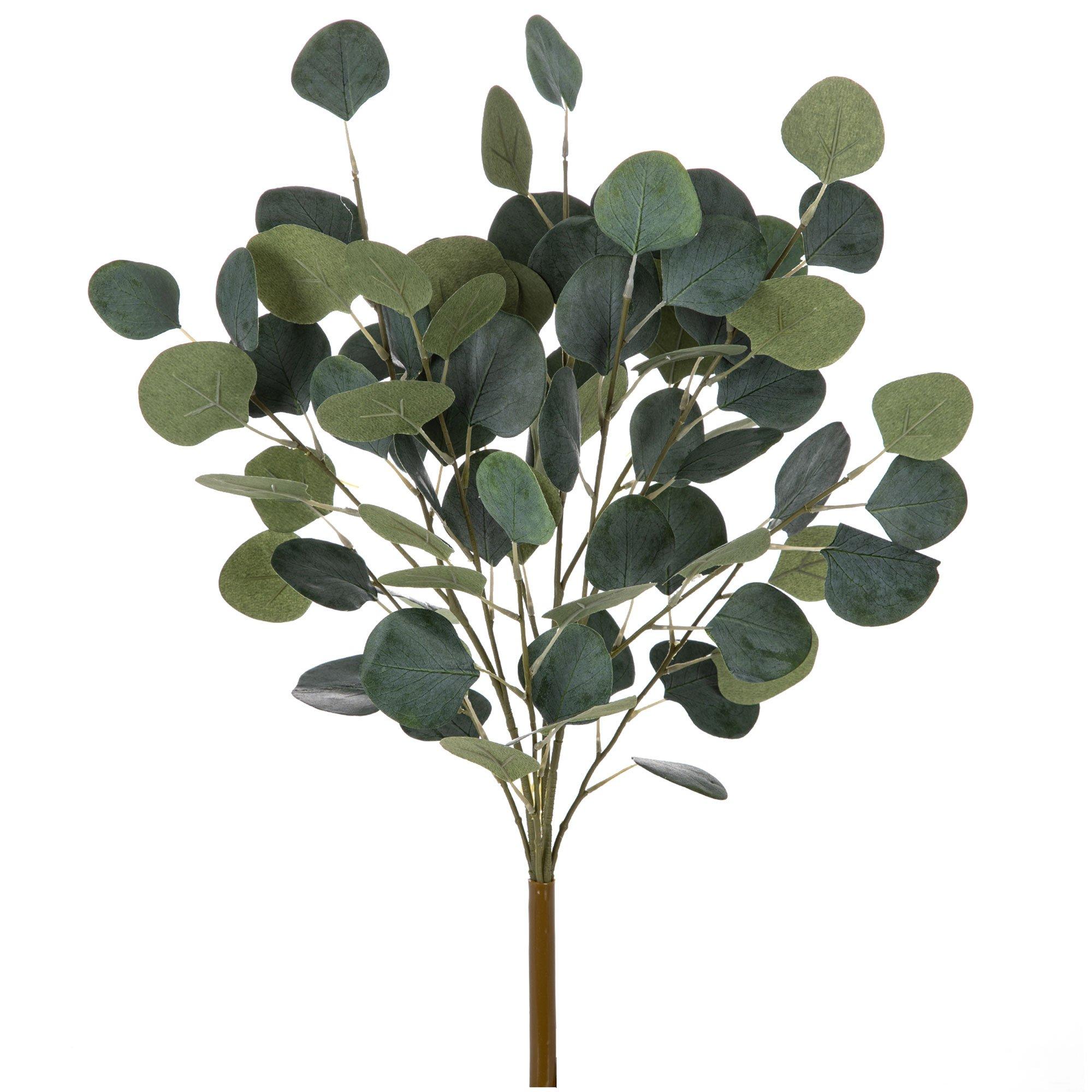 eucalyptus hobby lobby