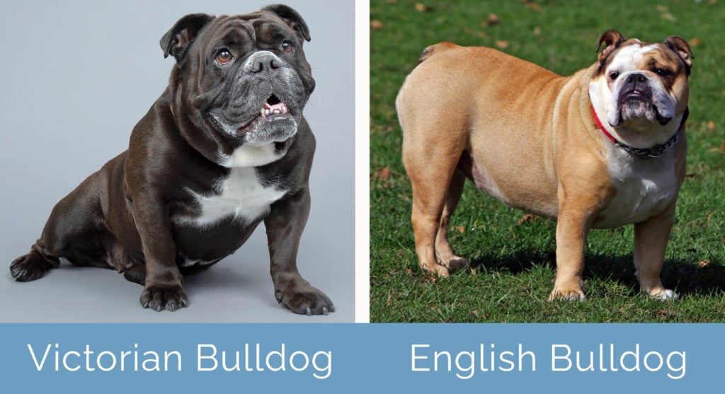 victorian bulldog vs olde english bulldog