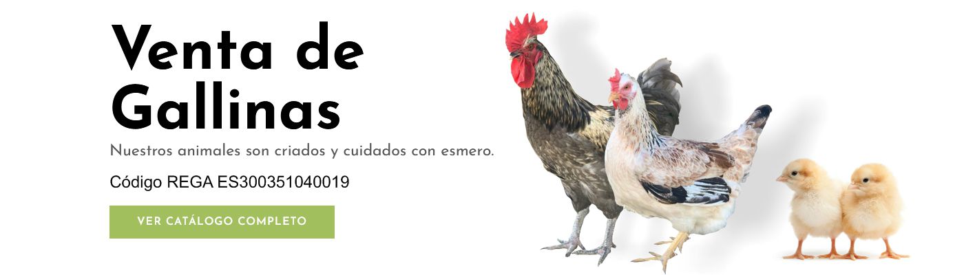 venta de gallinas