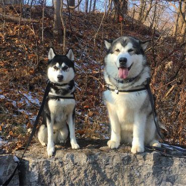 alaskan husky vs alaskan malamute