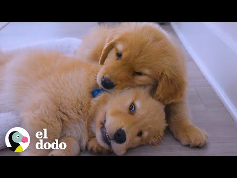 golden retriever videos