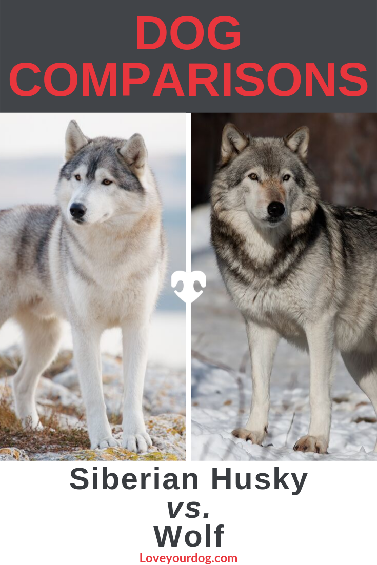 husky vs wolfdog