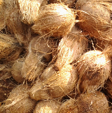 coconut wholesale price