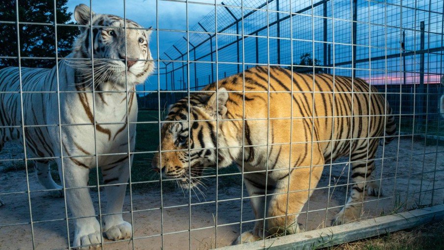 ladrones atacados por tigres