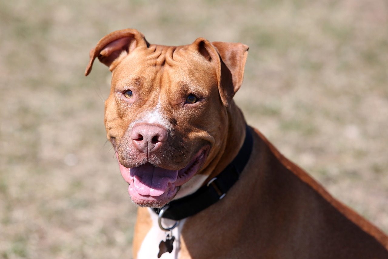 dog breeds red nose pitbull