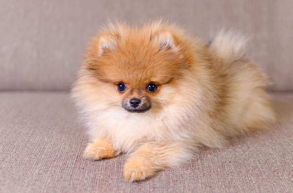 pomeranian price