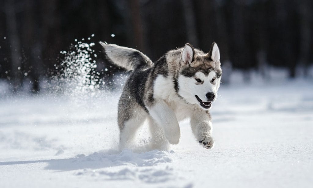 pictures of siberian huskies