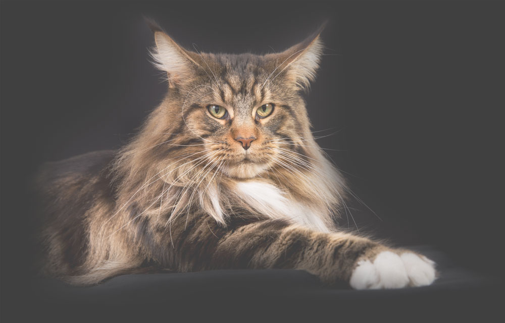 maine coon kittens for sale in bc