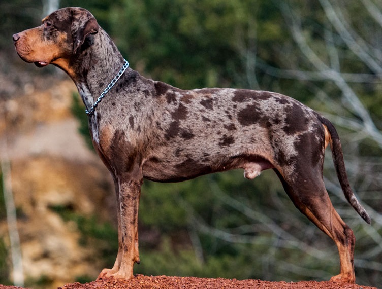 dog breeds catahoula leopard dog