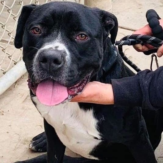 american bulldog and lab