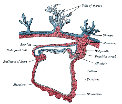 mesenchyme