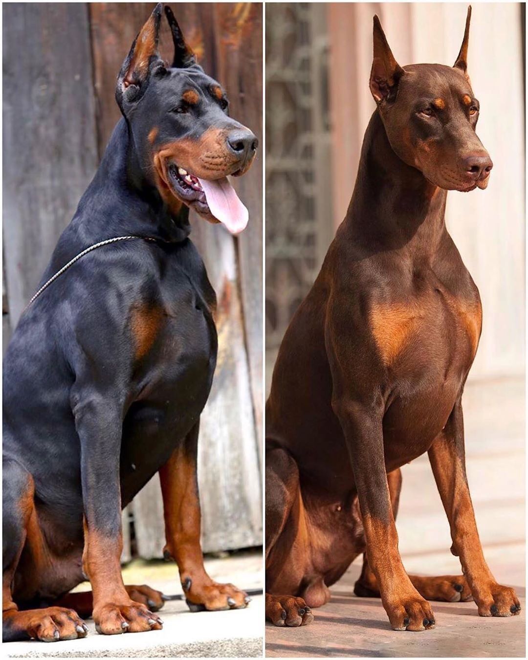 european doberman vs american doberman