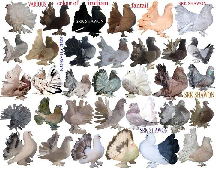 fantail pigeon breeds