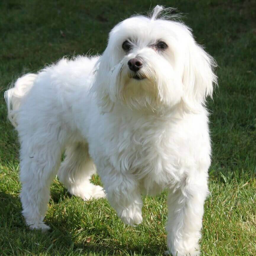 picture of a maltese